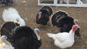 11953331_10153191875833434_3436825236020862916_o